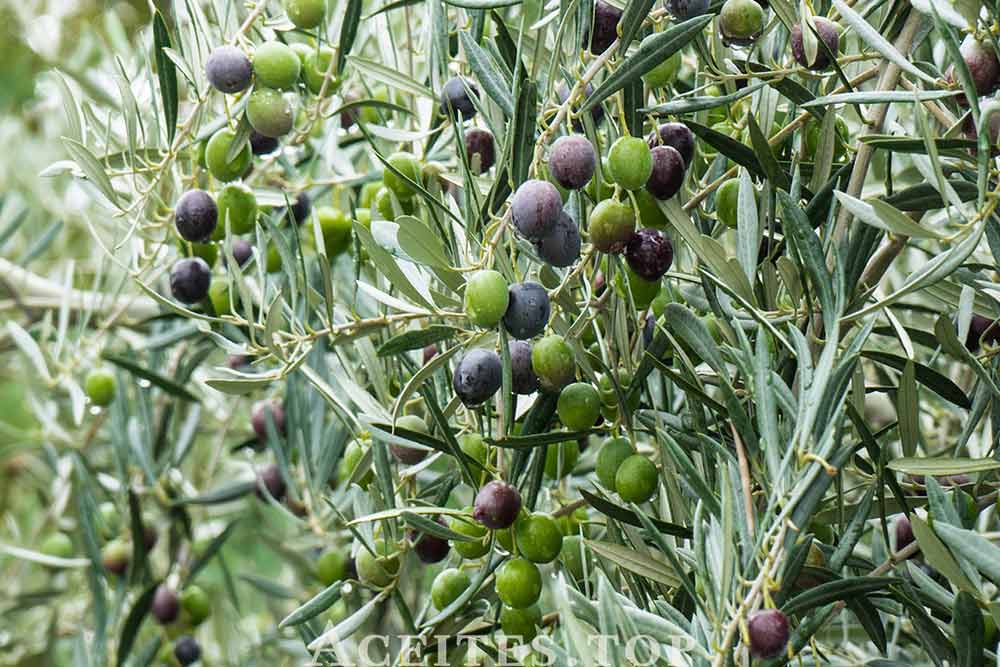 hojas del olivo