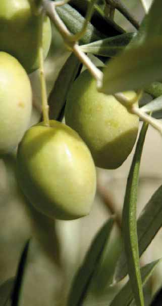 acitunas-en-olivo